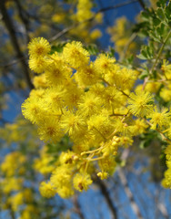 australian wattle