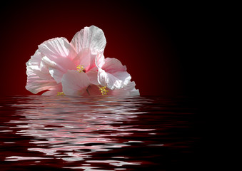 hintergrund hibiskus wasser © Marty Kropp