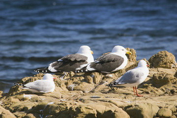 seagulls on a rock