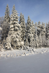 winter forest