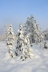 winter forest