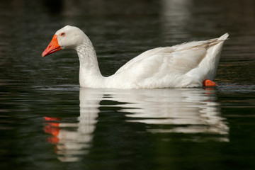 white goose
