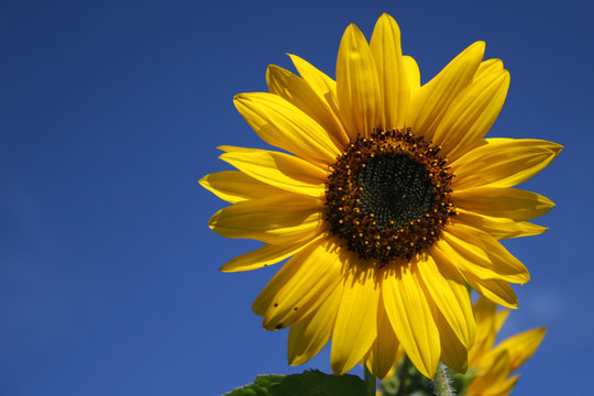 sunflower on blue backround