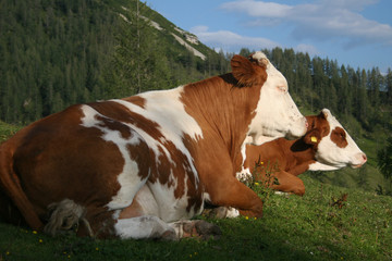 Fototapeta na wymiar cows