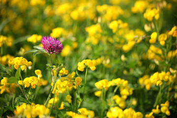 platterbsen mit klee