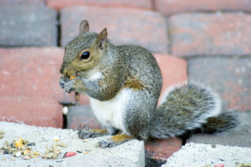corn eating squirrel