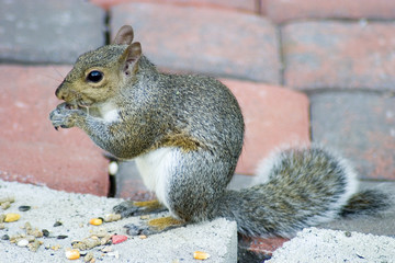backyard squirrel