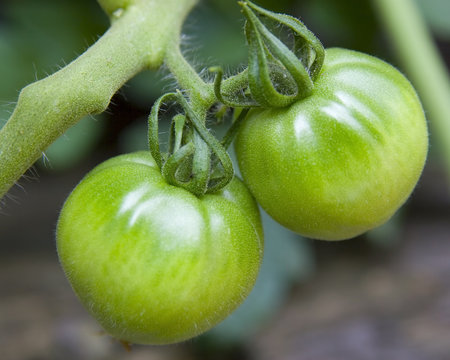 fuzzy green tomotoes on the vine