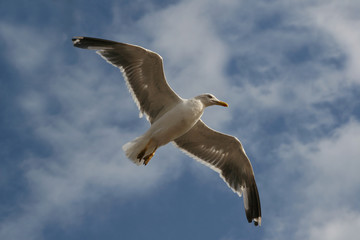 gull