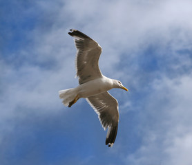gull