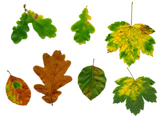 isolated autumn leaves