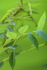 green leaves in rain forest
