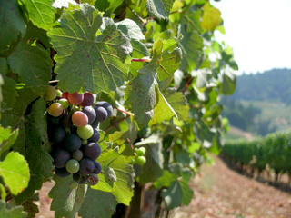 grapes and vine