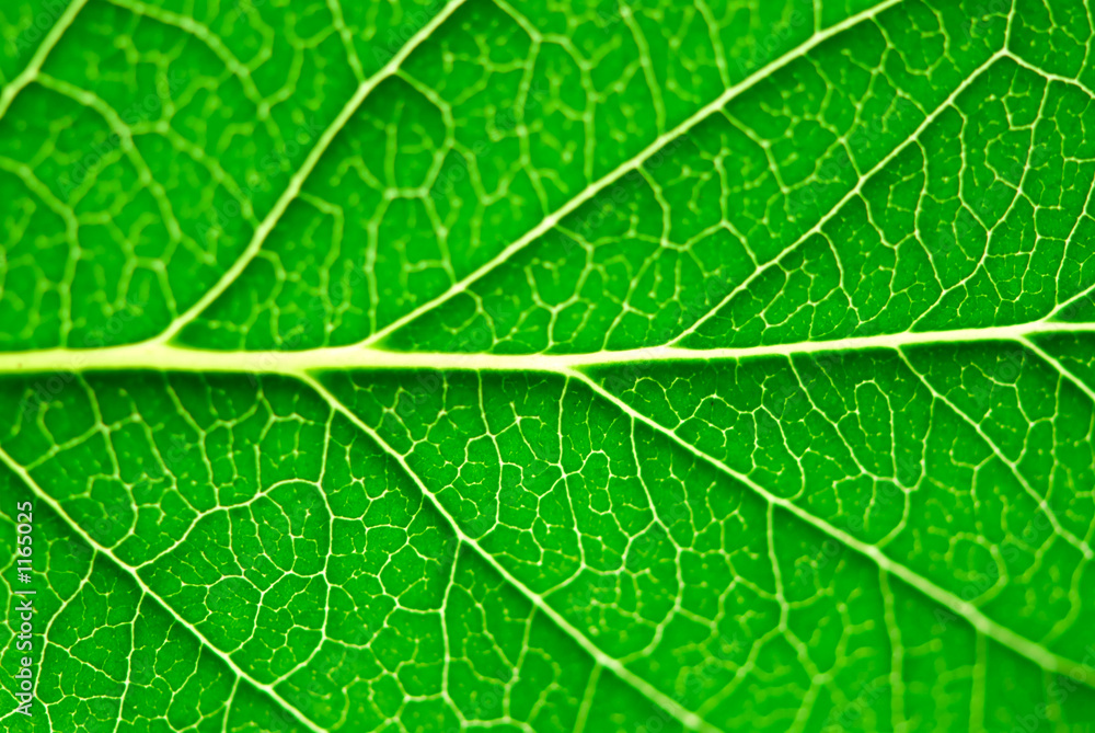 Canvas Prints green leaf macro