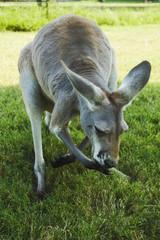 Naklejka na ściany i meble kangaroo