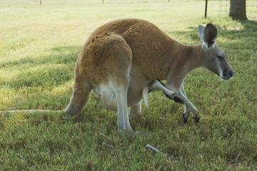 Naklejka na ściany i meble kangaroo mom