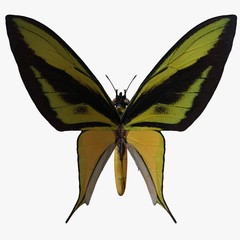 butterfly-birdwingx