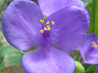 blaues blüten wunder