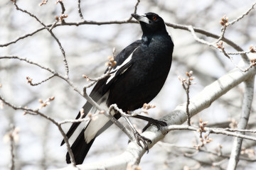 australian magpie - white
