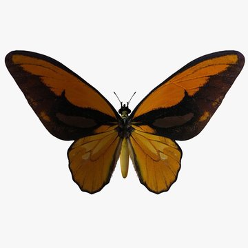 butterfly-birdwingy
