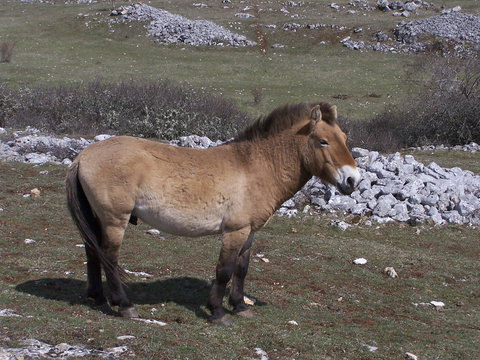 cheval de przewalskii