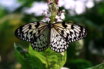 papillon
