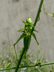 grasshopper