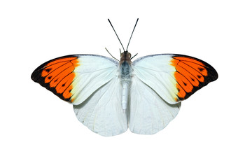 papillon détouré