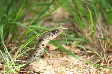jeune couleuvre verte et jaune