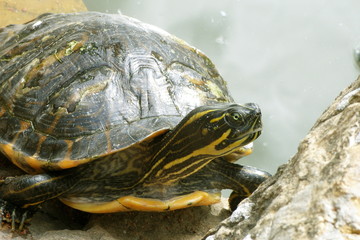 Fototapeta premium tortue