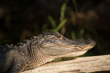 american alligator