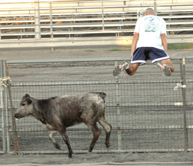 man running from bull calf