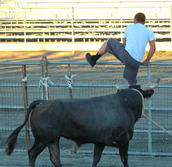 man running from bull