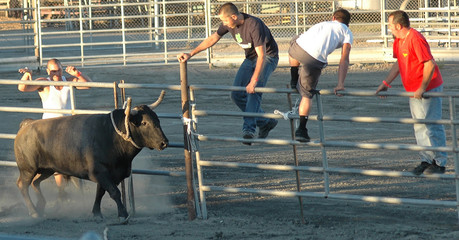 4 hommes esquivant un taureau