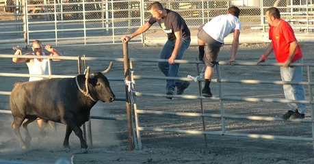 Photo sur Aluminium Tauromachie 4 hommes esquivant un taureau
