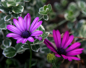 purple annuals