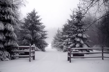 Photo sur Plexiglas Hiver pine trees snow scene  