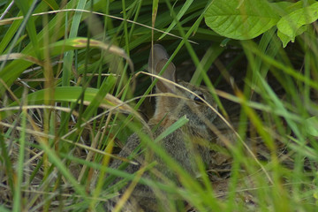 rabbit