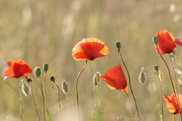 poppy