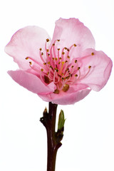 peach blossom 2