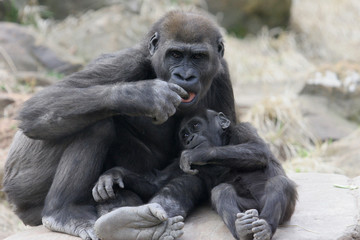 baby gorilla and mother