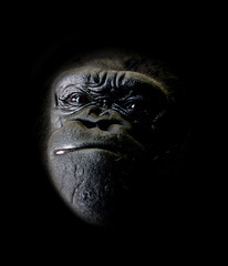 gorilla portrait