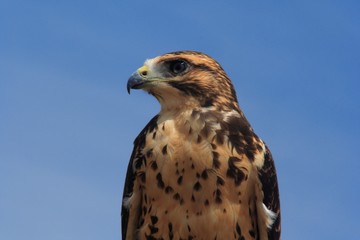red-tailed hawk