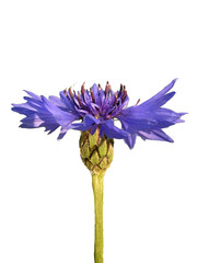 blue cornflower iso