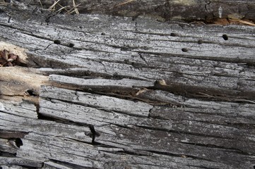 wood texture_2