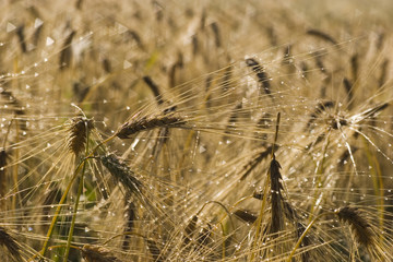 oats in morning dew