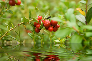 ripe cowberry in a wood
