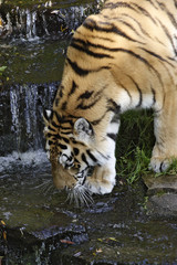 Fototapeta na wymiar spragniony tiger.