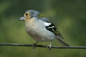 Obraz premium buchfinkmännchen
