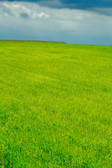 Obraz premium plain green field